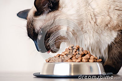 Cat food bowl pet animal. kitten feline Stock Photo