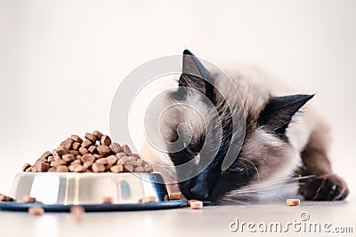 Cat food bowl pet animal. kitten one Stock Photo