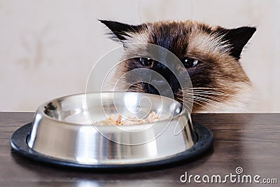 Cat food bowl pet animal. meal Stock Photo