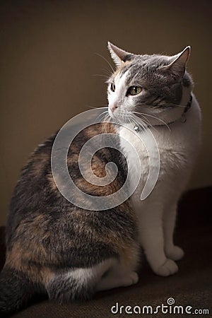 Cat Stock Photo