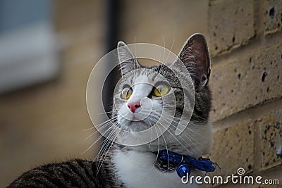 Cat full of wonder Stock Photo