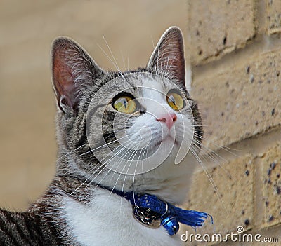 Cat full of wonder Stock Photo