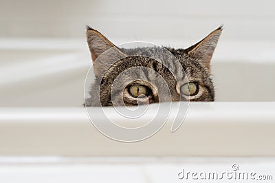 Cat with funny expression peeking over the side of a bathtub. Stock Photo