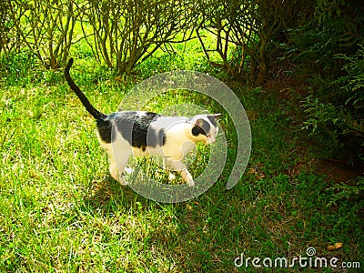 Cat games in the garden Stock Photo