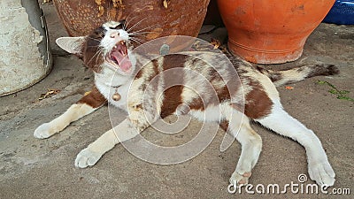 Cat gape on concrete floor Stock Photo