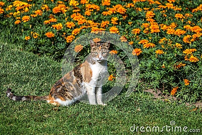 Cat in the garden with orange flowers - Lima, Peru Stock Photo