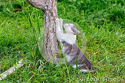 A cat in the garden scratches a tree with its claws Stock Photo