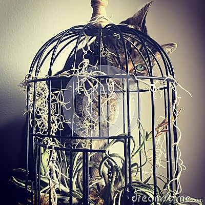 Cat gazing through birdcage Stock Photo