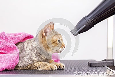 Cat gets hair cut at Pet Spa Grooming Salon. Closeup of cat. Stock Photo