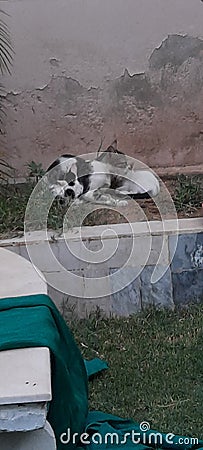 Cat giving comfort to her little kittens Stock Photo