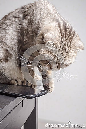 Cat is going throwa cell phone on the floor, dangerously lying on the edge of the table, carelessly left Stock Photo