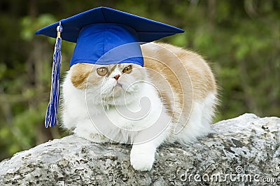 Cat with Graduation Hat Stock Photo