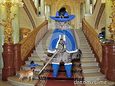 Cat gray in blue cloak on castle stairs Stock Photo