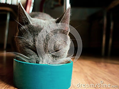 Cat Stock Photo