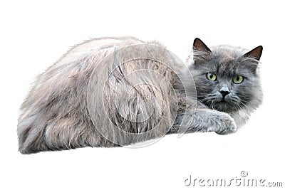 Cat gray lies isolated on a white Stock Photo