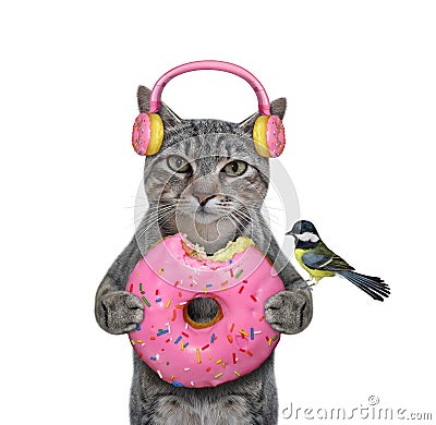 Cat gray in pink donut earphones Stock Photo