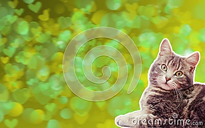 Cat on a green background with bokeh hearts Stock Photo