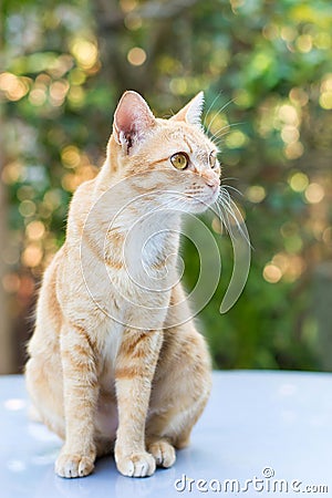 Cat on green bokeh background Stock Photo