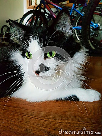 Cat with green eyes Stock Photo