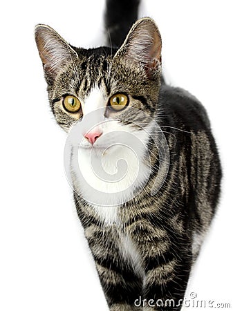 Cat with green eyes on isolated white background Stock Photo