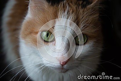 A cat with green eyes Stock Photo