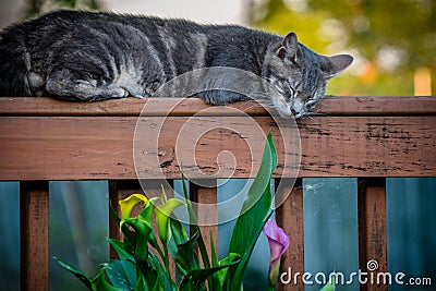 Cat Stock Photo