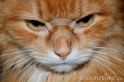 Cat Stock Photo