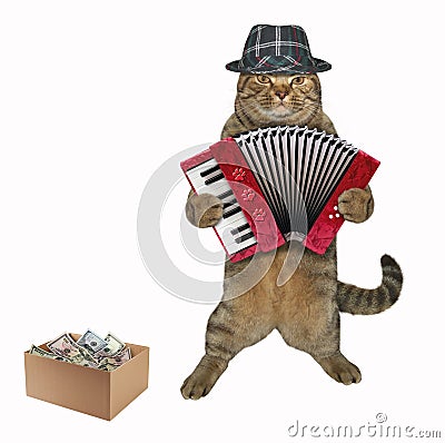 Cat plays the accordion Stock Photo