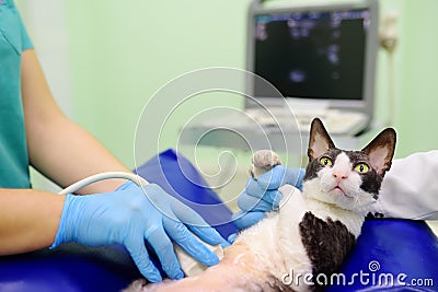 Cat having ultrasound scan during the examination in veterinary clinic. Pet health. Care animal Stock Photo