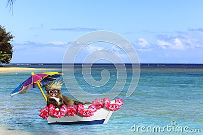 Cat Hawaiian Vacation Stock Photo