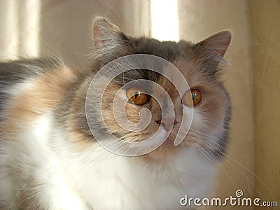 Cat Head Stock Photo