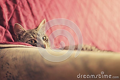 Cat hidding on the bed Stock Photo