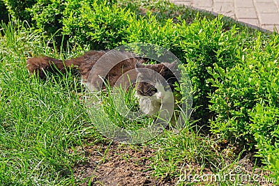 Cat hides from the sun on a city lawn Stock Photo