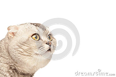 Cat hiding behind poster Stock Photo