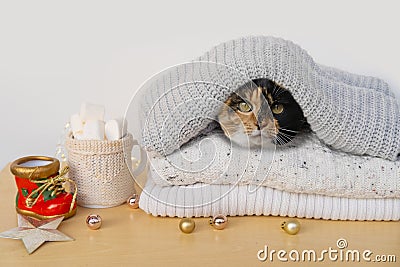 cat hiding in stack warm woolen sweaters, cocoa with marshmallows, Christmas Holidays, coziness at home, warmth and comfort on Stock Photo