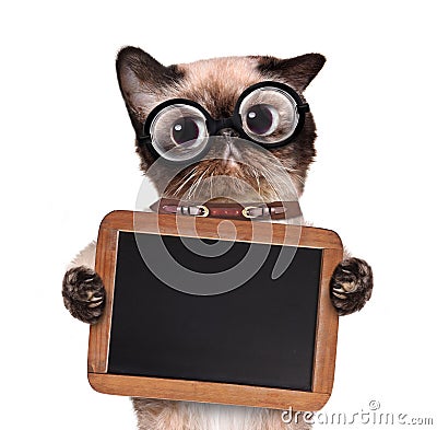 Cat holding a blackboard. Stock Photo