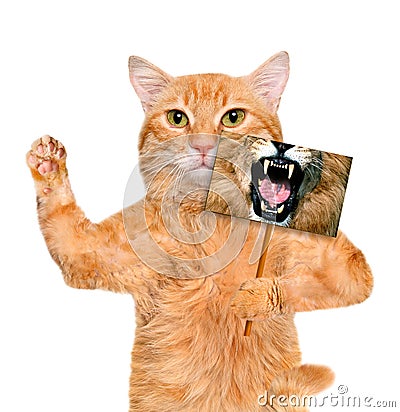 Cat holding a card with lion mouth. Stock Photo