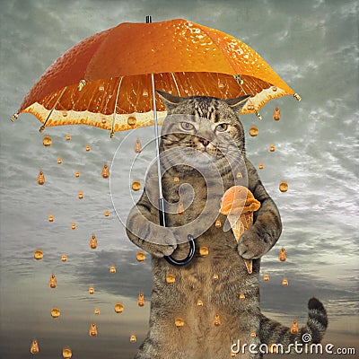 Cat with an orange umbrella Stock Photo