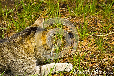 A cat on the hunt in the grass. A cat just before the attack Stock Photo