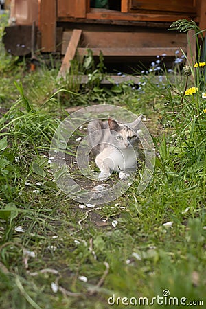 Cat hunting the mouse in the garden. Young cat catching a mouse. Stock Photo