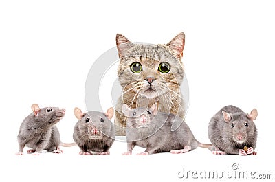 Cat hunts on rats Stock Photo