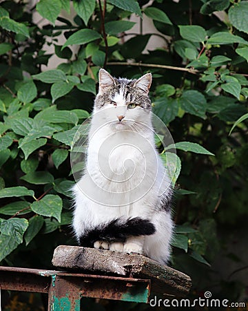 cat infected with feline herpesvirus - Feline viral rhinotracheitis or chlamydiosis - Chlamydia psittaci after losing eye. Stock Photo