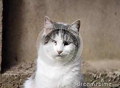 cat infected with feline herpesvirus - viral rhinotracheitis or chlamydiosis - Chlamydia psittaci after losing eye. Stock Photo