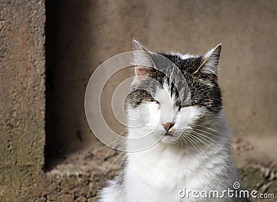 cat infected with feline herpesvirus - viral rhinotracheitis or chlamydiosis - Chlamydia psittaci after losing eye. Stock Photo