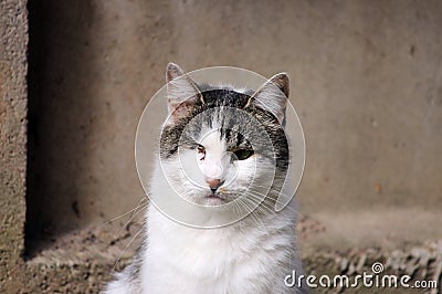 cat infected with feline herpesvirus - viral rhinotracheitis or chlamydiosis - Chlamydia psittaci after losing eye. Stock Photo