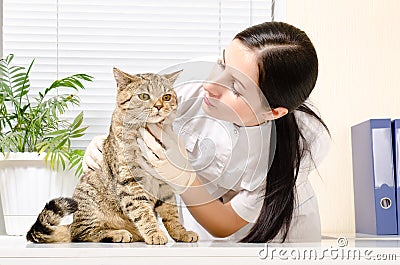 Cat on inspection at the vet Stock Photo