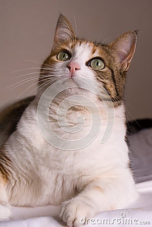 Cat interest Stock Photo