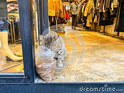 Cat in Istanbul, Turkey. Homeless Cute Cat. A street cat in Istanbul. Homeless animals theme. homeless stray street cat eating Editorial Stock Photo