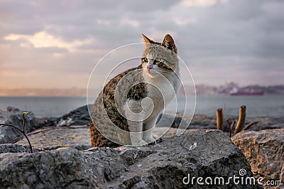 Cat in Istanbul, Turkey. Homeless Cute Cat. A street cat in Istanbul. Homeless animals theme. homeless stray street cat Stock Photo