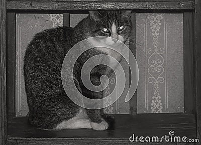 Cat glowing eyes sits inside the old bookstand Stock Photo